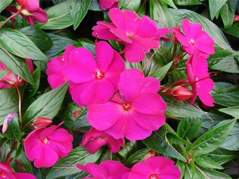 Edellieschen (Impatiens hawkeri) im Topf