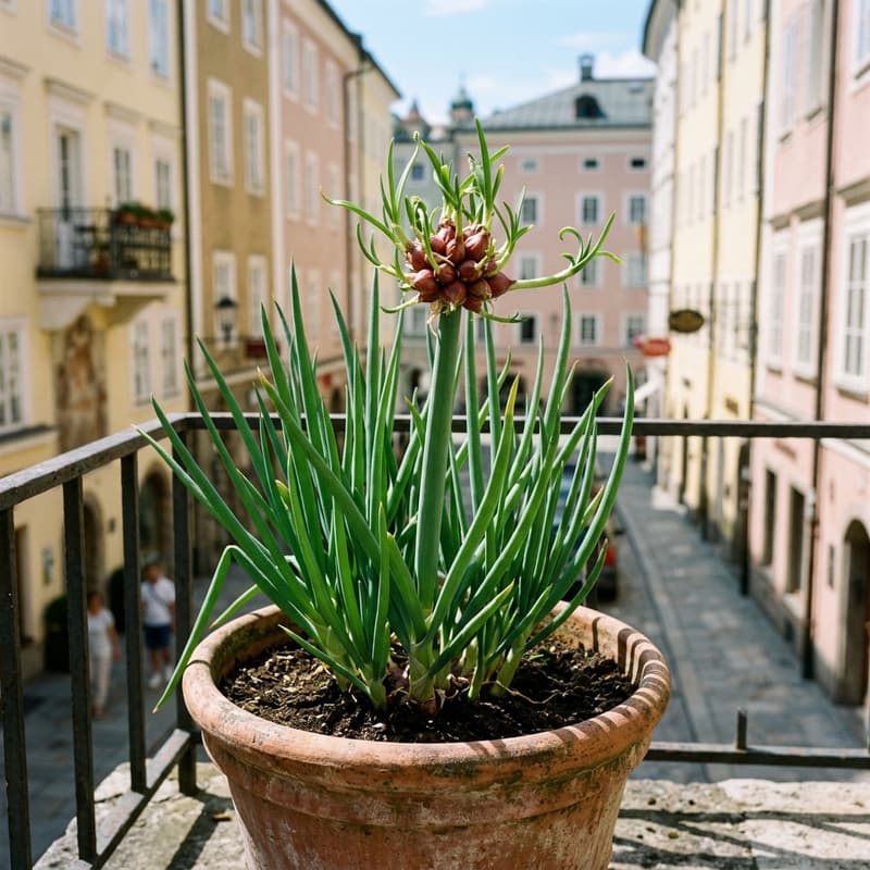 Etagenzwiebel (Allium × proliferum)