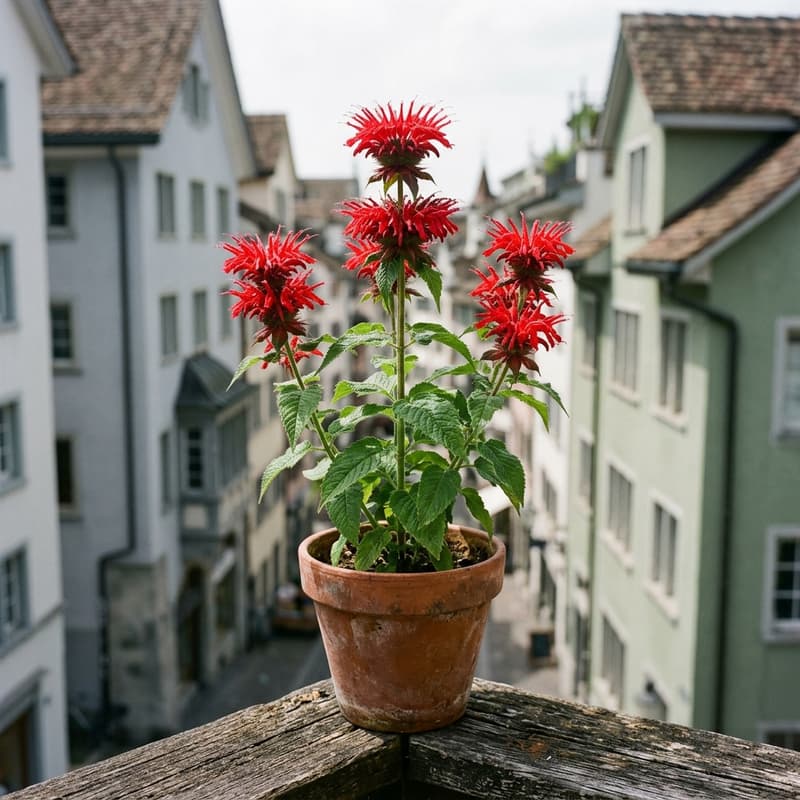 Goldmelisse (Monarda didyma) im Topf