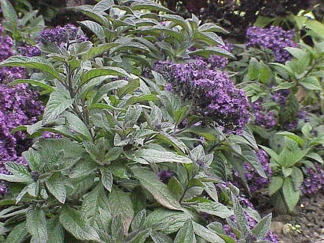 Vanilleblume (Heliotropium arborescens) im Topf